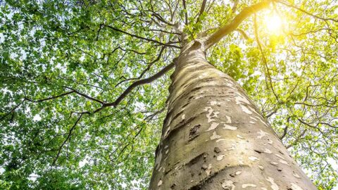 Adoptieboom wijst toezichthouder weg naar duurzaamheid