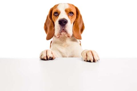 Kartelwaakhond blaft ‘vendor lock-in’, maar bijt niet