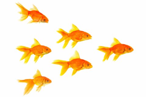 Ziekenhuizen zwommen zelf leveranciersfuik in