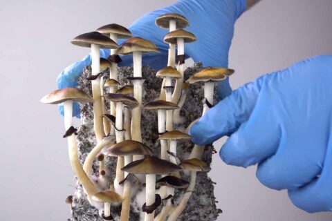 Psychedelica ‘openen’ hersenen voor therapie