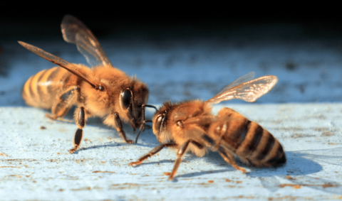 IHE Nederland jaarcongres Bee smart: hergebruik uitwisselings-profielen