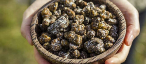 Microdosing en Coaching: Een Weg naar Balans en Groei